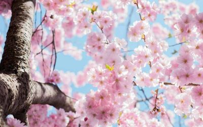 Gartenstart in den Frühling – So machen Sie Ihren Garten in München und Umgebung jetzt fit