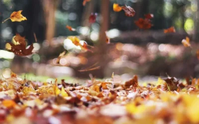 Herbst ist Pflanzzeit in München und Umgebung – welche Bäume, Sträucher und Stauden jetzt in den Garten gehören