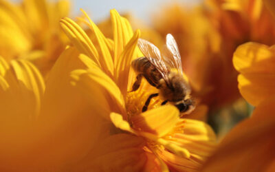 Insektenfreundlicher Garten – diese Pflanzen helfen Bienen & Co. in München und Umgebung wirklich