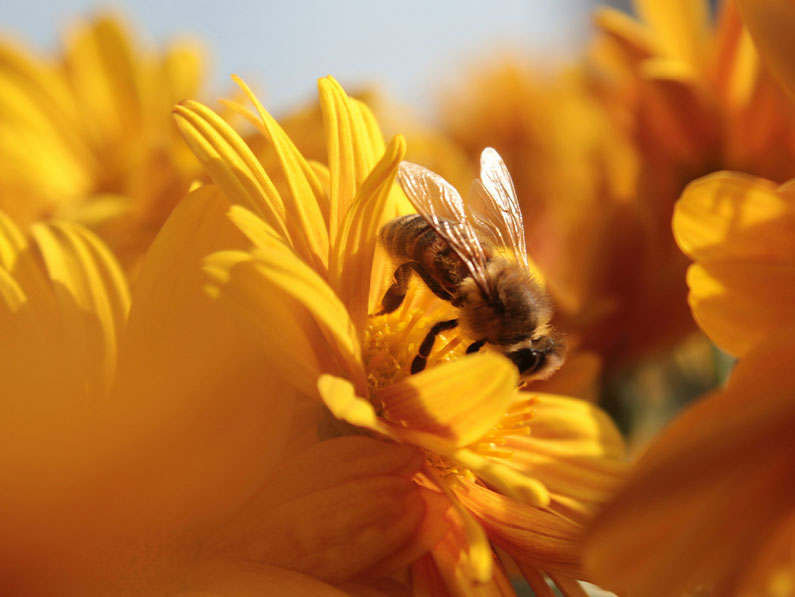Insektenfreundlicher Garten – diese Pflanzen helfen Bienen in München und Umgebung wirklich